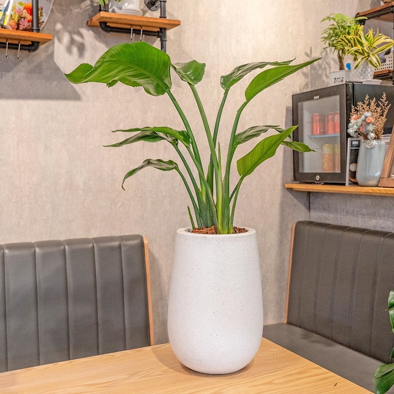 Bird of paradise white water Stone potted plant opening flower pot foliage plant home decoration - ตกแต่งต้นไม้ - พืช/ดอกไม้ 