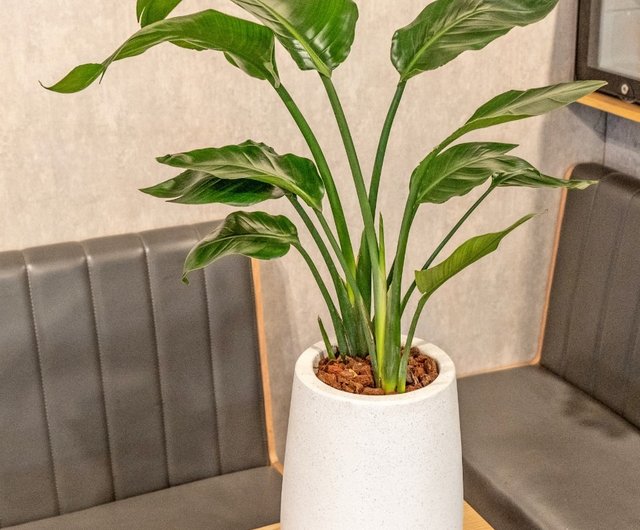 Amazon.co.jp: チャーム 植木鉢 ミニミニ盆栽鉢（5個） 直径
