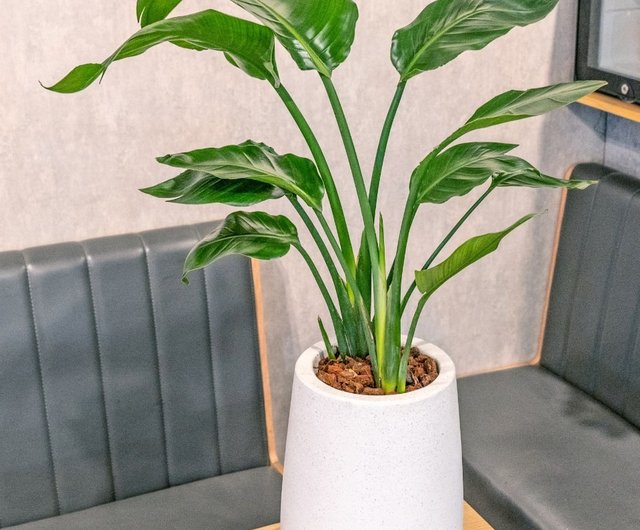 POPCORN 鉄製植木鉢 楽天市場】陶製 プランター ブリック・ラウンドポット・L