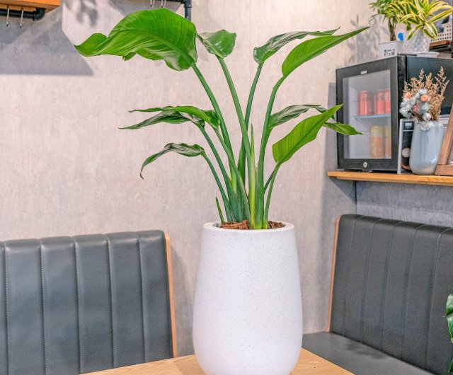 絵画の植木鉢（未使用） 絵画の植木鉢（未使用） 楽天市場】植木鉢（油彩画｜絵画