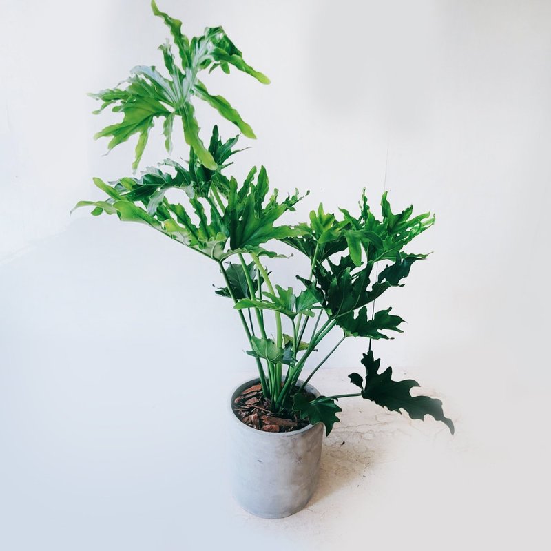 大天使グリーン - 観葉植物 - 寄せ植え・花 