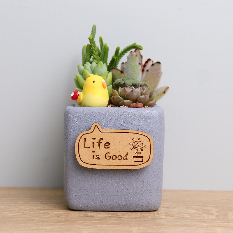 Parrot Succulent Potted Plant Lettering Customized Gray Porcelain Wedding Birthday Opening Gift Graduation Mother's Day - ตกแต่งต้นไม้ - เครื่องลายคราม สีเทา