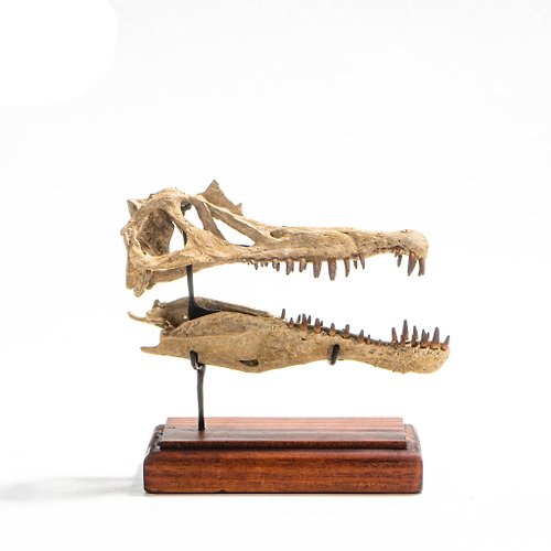 化石先生 Mr. Fossil 古生物3D列印模型-棘背龍頭骨-小