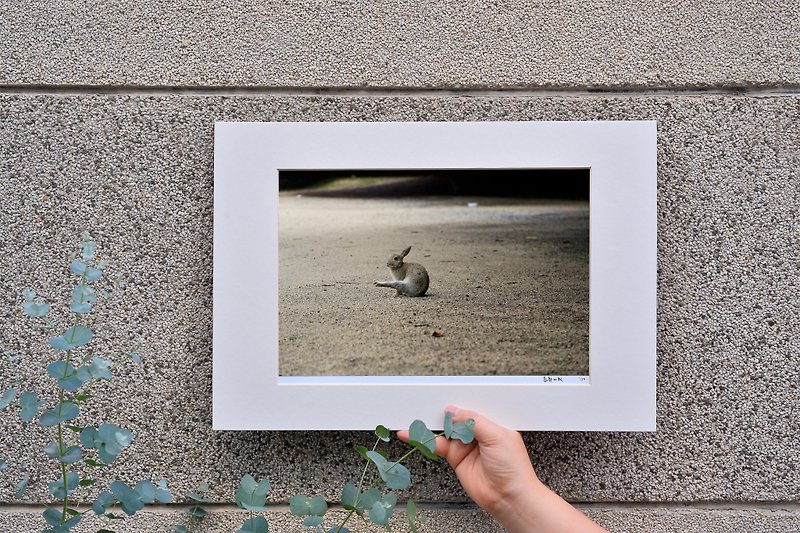 Limited edition rabbit photography art original-solo - Items for Display - Paper Gray