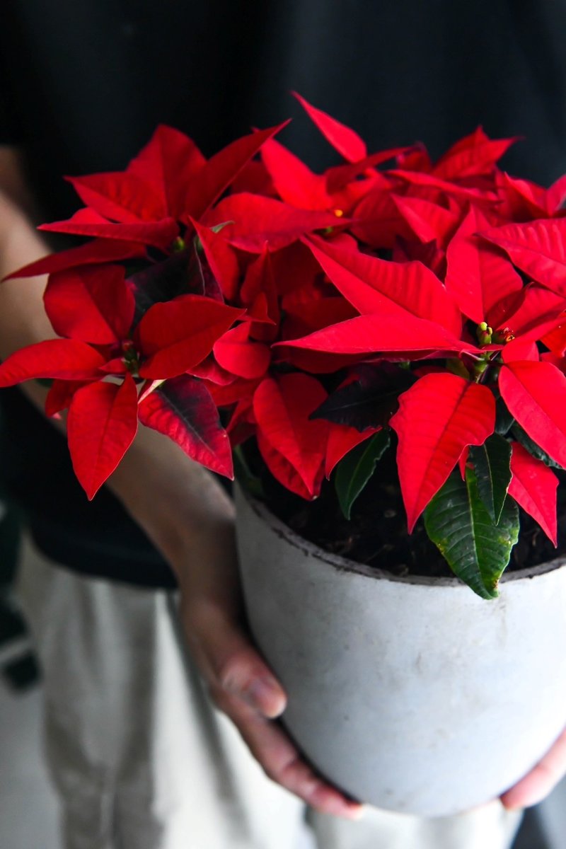 Poinsettia - Plants - Plants & Flowers Red