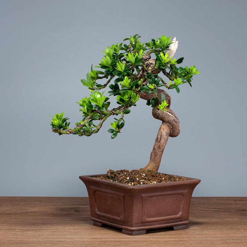 【空間擺設】禪意盆栽 送禮推薦 雅緻盆栽 - 植栽/盆栽 - 植物．花 