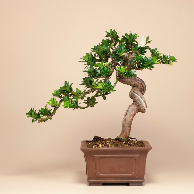 【空間擺設】禪意盆栽 送禮推薦 雅緻盆栽 - 盆栽/植栽 - 植物．花 