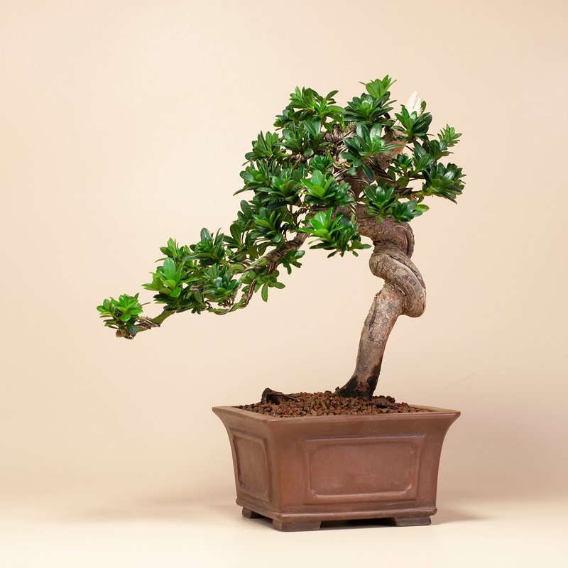 【空間擺設】禪意盆栽 送禮推薦 雅緻盆栽 - 盆栽/植栽 - 植物．花 