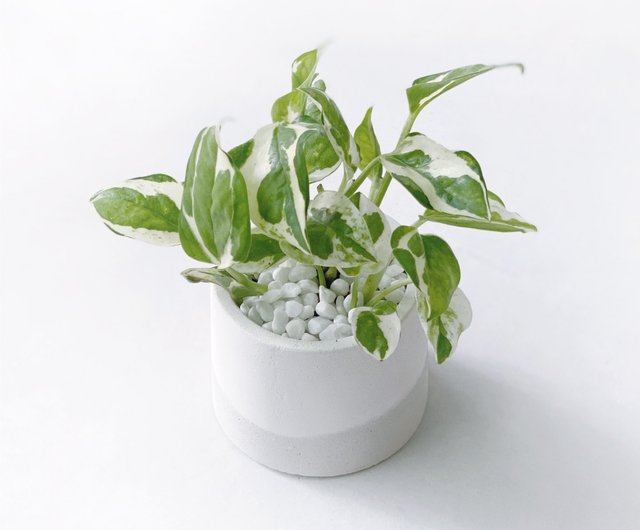 ツートングラデーション麺鉢 楽天市場】ツートンCOLORのシリンダー陶器鉢（9.5cm）植木鉢