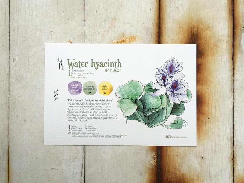 在地花卉明信片 - 第14天 將對的植物種在對的地方 - 卡片/明信片 - 紙 