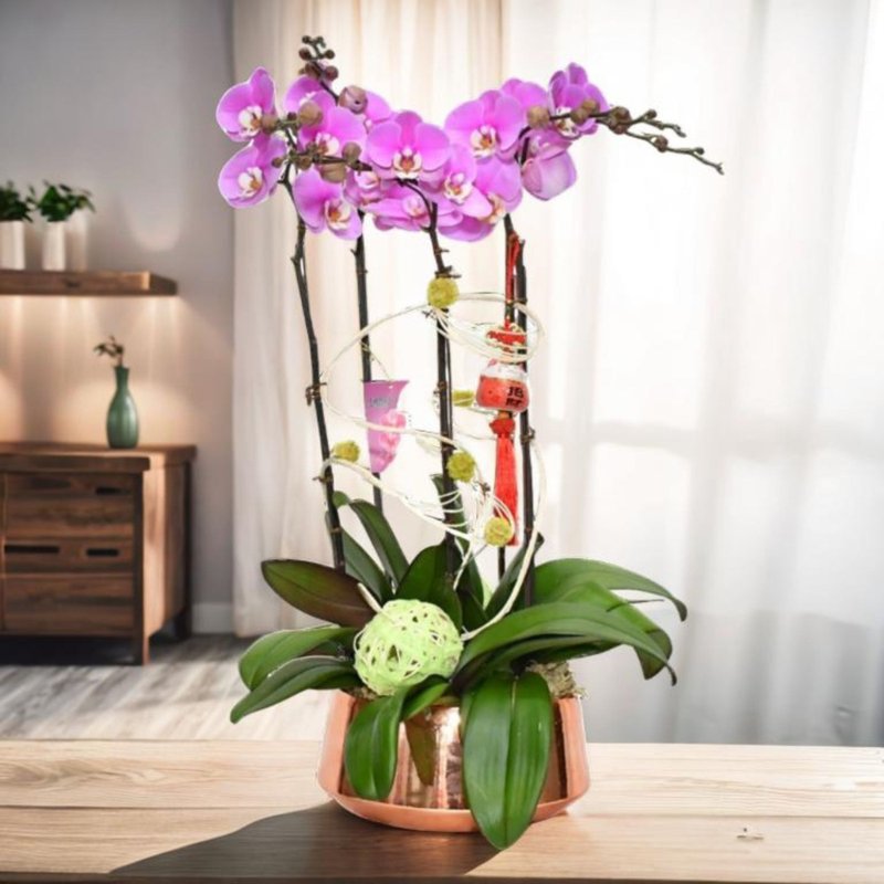 格蘭花店 - 恭賀新禧 大花安娜蝴蝶蘭5棵 (GF00027) - 盆栽/植栽 - 植物．花 