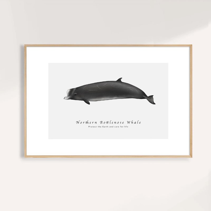 北瓶鼻鯨 Northern Bottlenose Whale / 海洋動物插畫掛畫 - 海報/掛畫/掛布 - 紙 