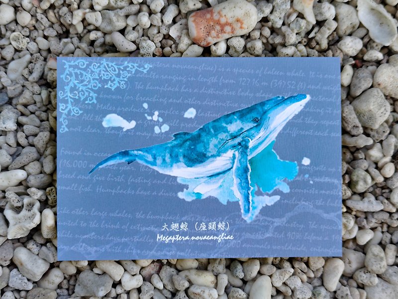 Dancing Whale Watercolor Whale Postcard - การ์ด/โปสการ์ด - กระดาษ สีน้ำเงิน