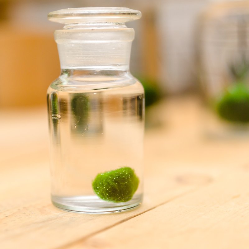 純粋な緑色の藻のボール（小） - 観葉植物 - ガラス グリーン