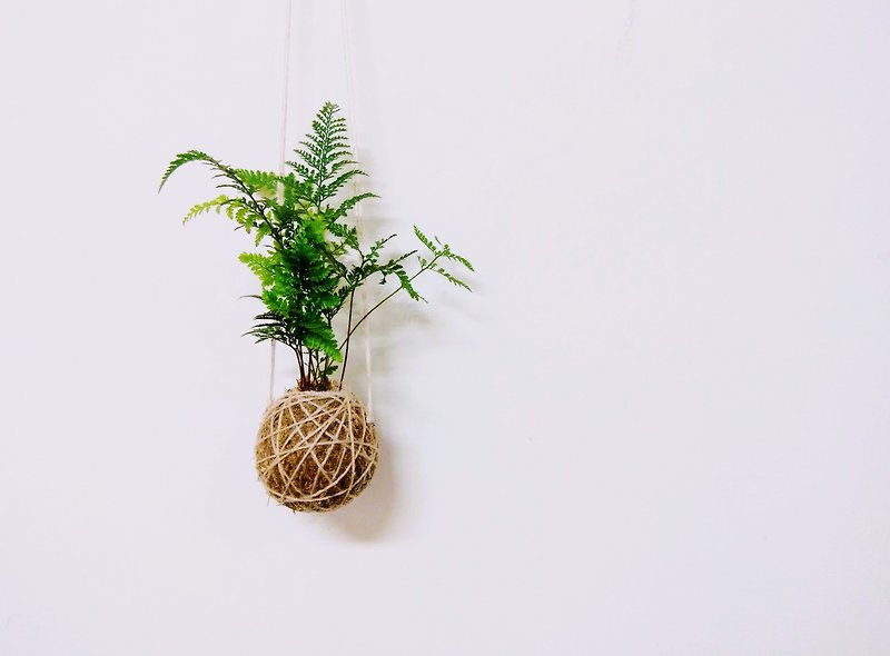 【苔球 - 壁掛】 - 植物/盆栽/盆景 - 植物．花 綠色