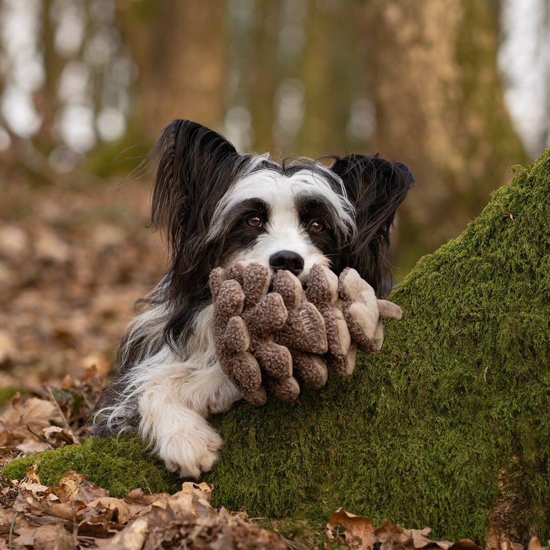 【狗玩具】 CHEWFFON 松果樂樂 - 貓/狗玩具 - 其他材質 