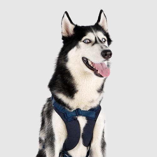 SPUTNIK 寵物設計 SPUTNIK 胸背帶 - 藍 (L)