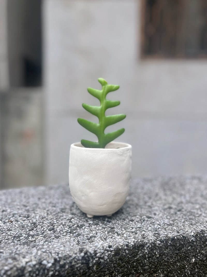 /Shark Sword/ Hand-made potted plants with small clods of soil - Plants - Plants & Flowers White