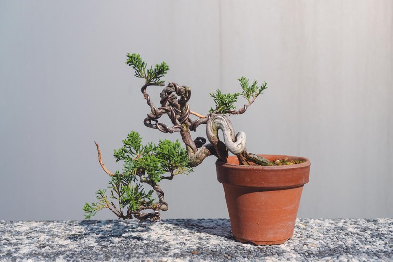 日系盆栽品種 系魚川真柏舍利變化多 細魚川造型盆栽 - 盆栽/植栽 - 植物．花 綠色