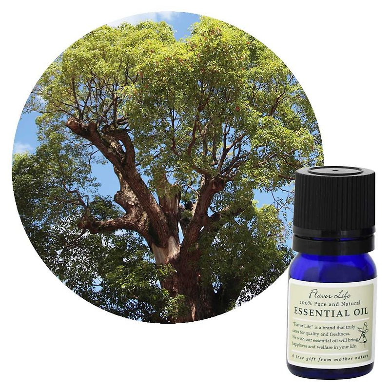 【Ravinsara Leaf Essential Oil】Cinnamomum camphora (Ravintsara) is also known as Eucalyptus camphora - Fragrances - Essential Oils 