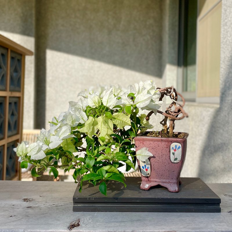 Small bonsai-white flower bougainvillea bonsai for gift giving - ตกแต่งต้นไม้ - พืช/ดอกไม้ 