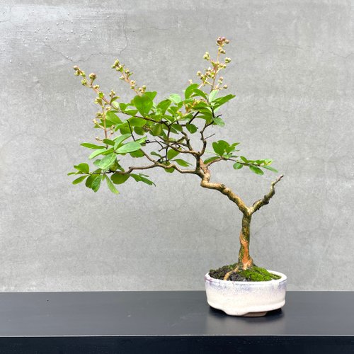 小品盆栽サルスベリ 楽天市場】【小品盆栽 ミニ盆栽】 サルスベリ/百日紅 【花物盆栽
