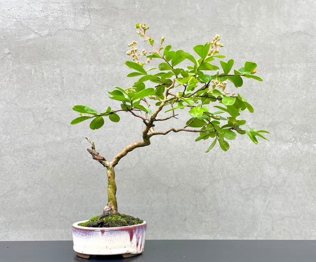 小品盆栽サルスベリ サルスベリ 百日紅の盆栽を販売｜盆栽妙 – 盆栽妙 本店