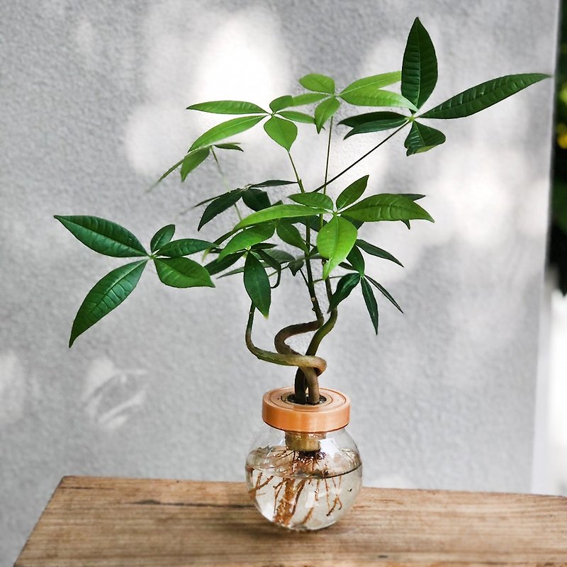 Hydroponic Malaba Chestnut fortune tree | Good home office partner WFH - ตกแต่งต้นไม้ - พืช/ดอกไม้ สีเขียว