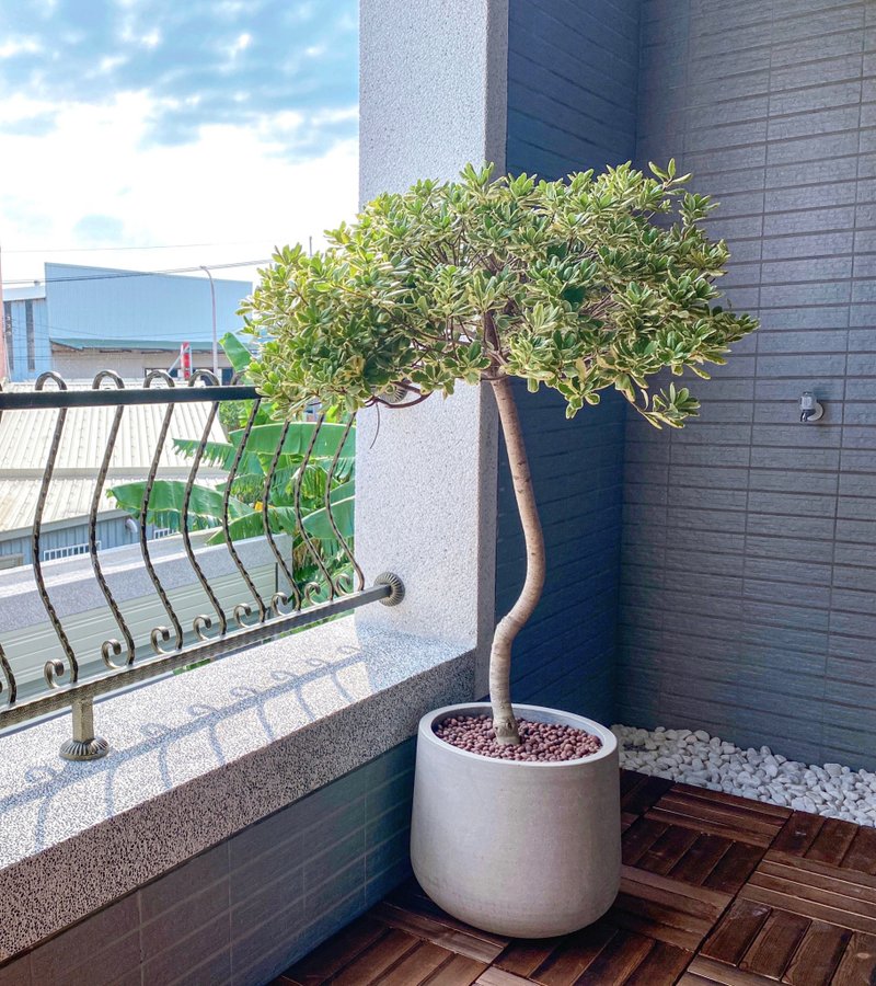 【陽台大型植栽】桐斑桐學 • 斑葉海桐 | 清水模甕盆 - 盆栽/植栽 - 植物．花 