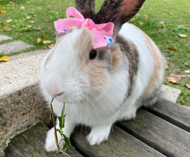 Pet bunny accessories sale