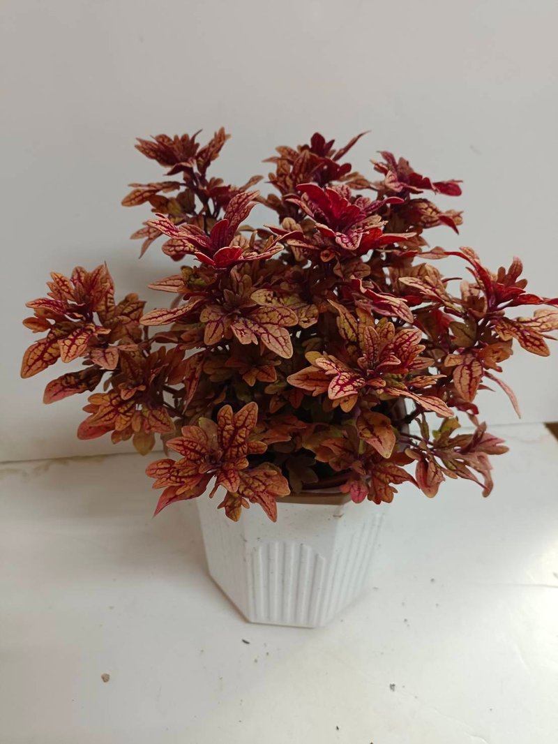 高級楓葉質感【彩葉草】桌上型盆栽 送禮自用擺設 已含運費 - 盆栽/植栽 - 陶 
