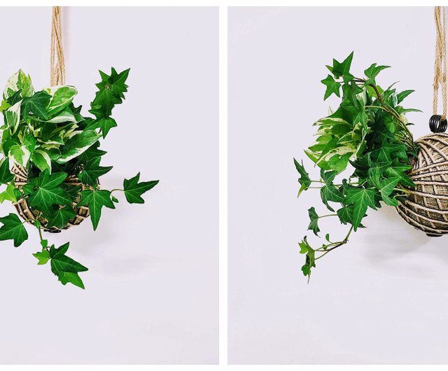 Combination of green moss balls│board plants│home decoration│indoor plants│  - Shop HUI SE Plants - Pinkoi