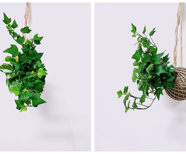 Combination of green moss balls│board plants│home decoration