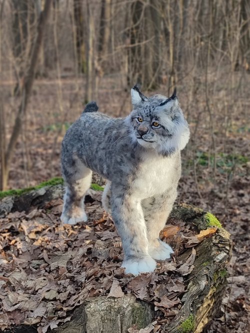 カナダオオヤマネコ リアルな人工ぬいぐるみ野生猫レプリカアート人形