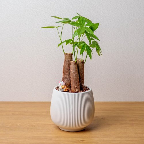 巧繪網植物館 馬拉巴慄 線條圓陶盆白色 桌上型盆栽 開幕送禮 喬遷禮物 植栽