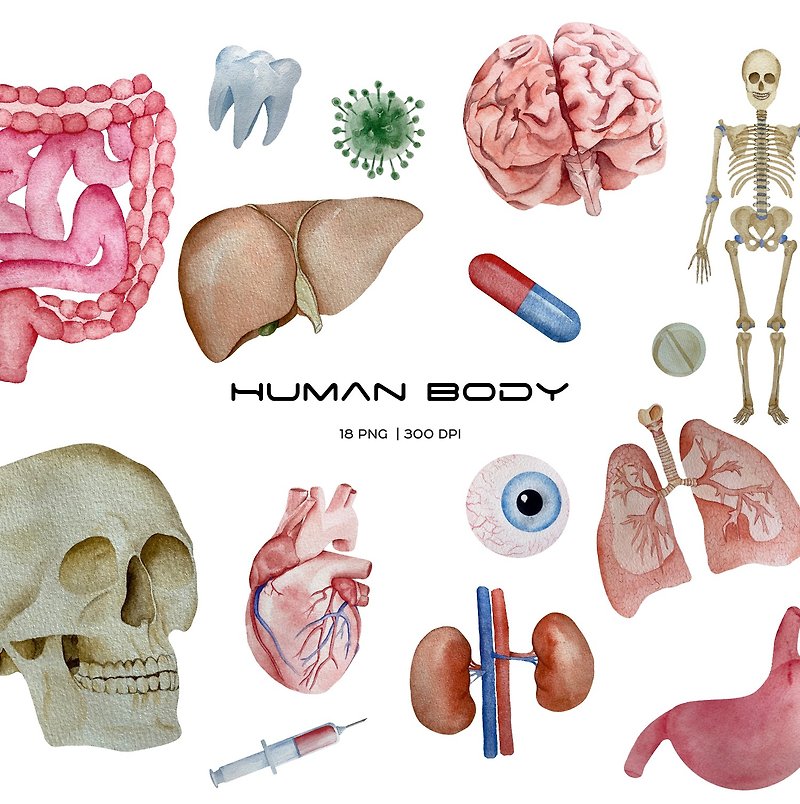 Watercolor human organs and anatomy clipart - Illustration, Painting & Calligraphy - Other Materials Multicolor