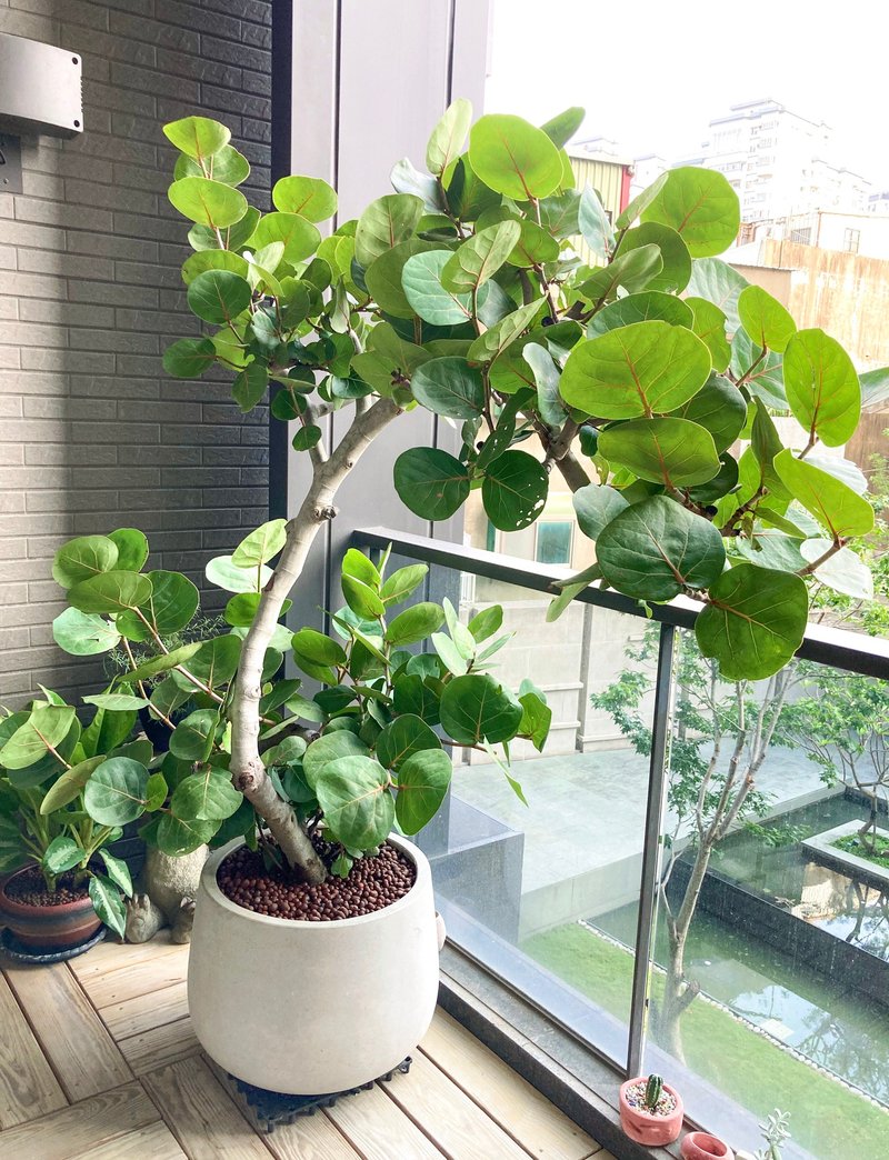 【Large Planting on Balcony】Heart of Freedom Sea Grapevine|XL Extra Thick Dry|Terrazzo Urn Pot - Plants - Plants & Flowers 