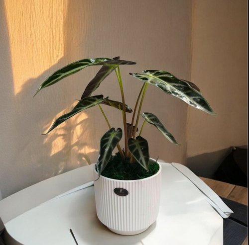 ORCHID CHEN 蘭沉空間 【簡約質感】觀音蓮桌上型盆栽 送禮自用擺設