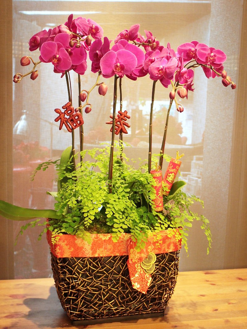 Classic powder - Plants - Plants & Flowers Pink