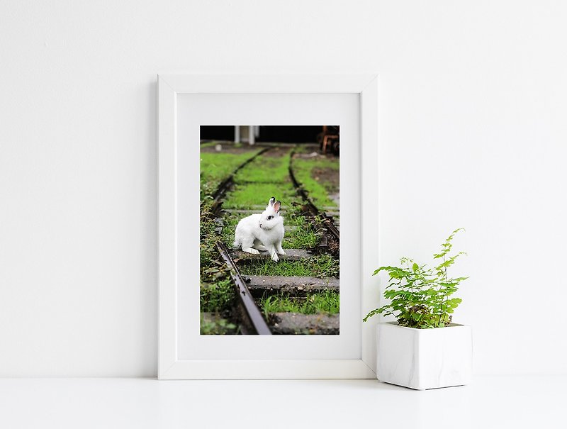 ウサギの写真ジークレー作品 - 決定 - ポスター・絵 - 紙 グリーン