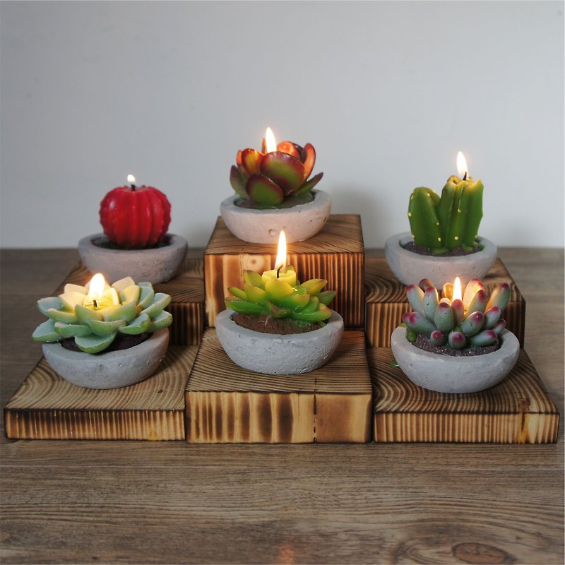Plant Citronella Candle Collection - 6 pack - Candles & Candle Holders - Wax Multicolor