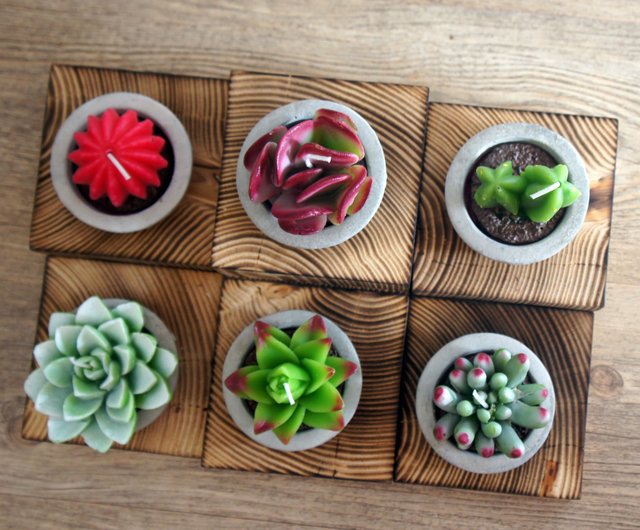 蚊よけオイルの装飾が施された鉢植えのキャンドルを植える-6点セット