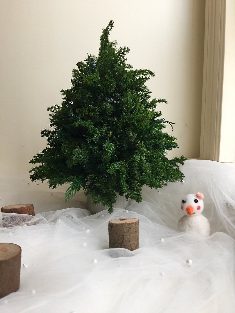 エバーラスティングシダークリスマスツリーベアツリーDIYエクスチェンジギフト - 置物 - 寄せ植え・花 