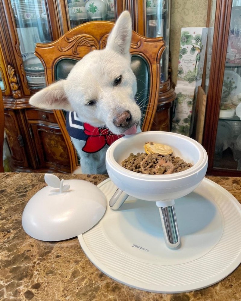 毛寶寶們的西餐般享受。蘋果高腳水碗食物碗 陶瓷碗含蓋 - 寵物碗/碗架/自動餵食器 - 其他材質 