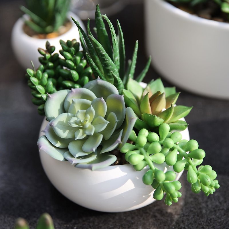 【Green Oasis】Green succulent plant combination (middle) | Arrangement|Artificial plants| Ceramic potted plants - ตกแต่งต้นไม้ - พลาสติก สีเขียว