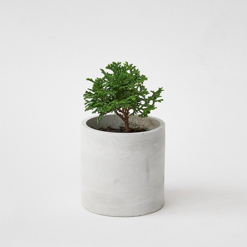 青檜 | 迷你森林系桌上盆栽 居家 觀葉植物 檜木香 - 盆栽/植栽 - 植物．花 綠色