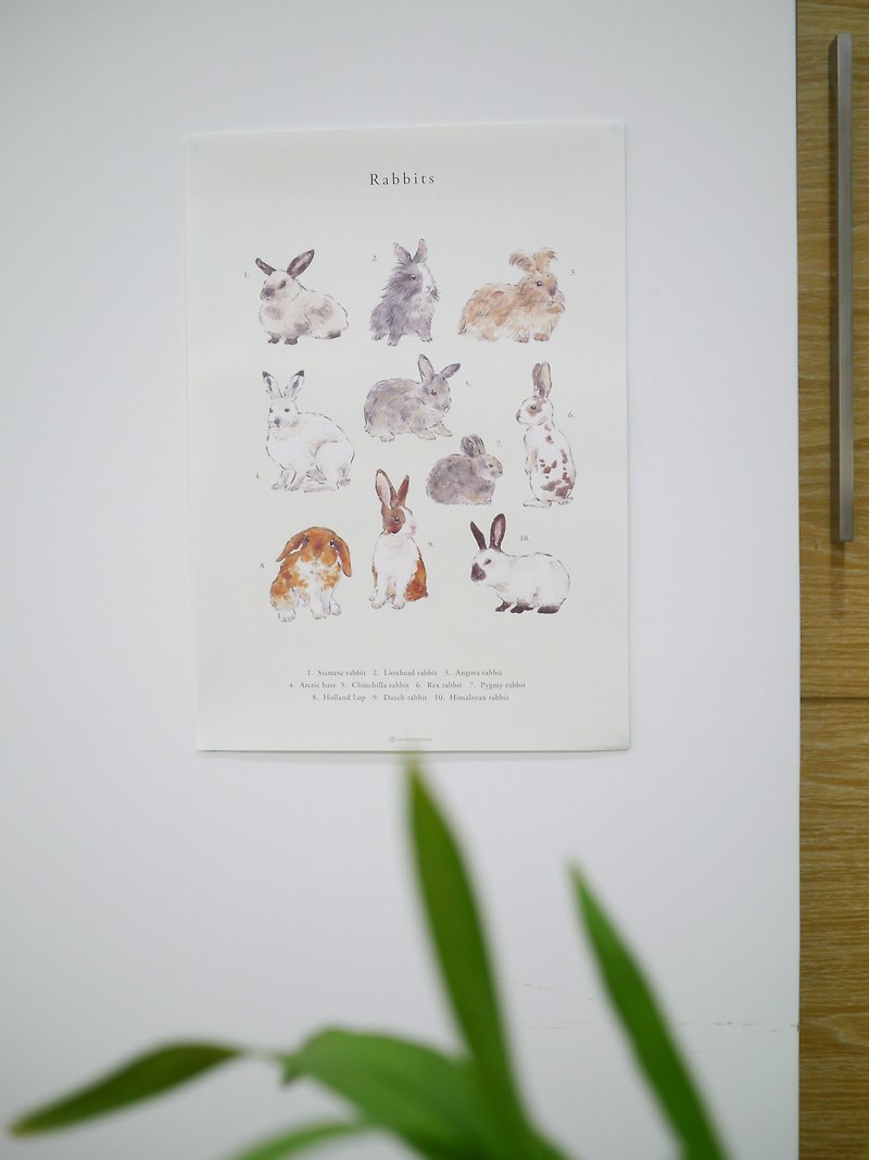 rabbit animal poster - โปสเตอร์ - กระดาษ 