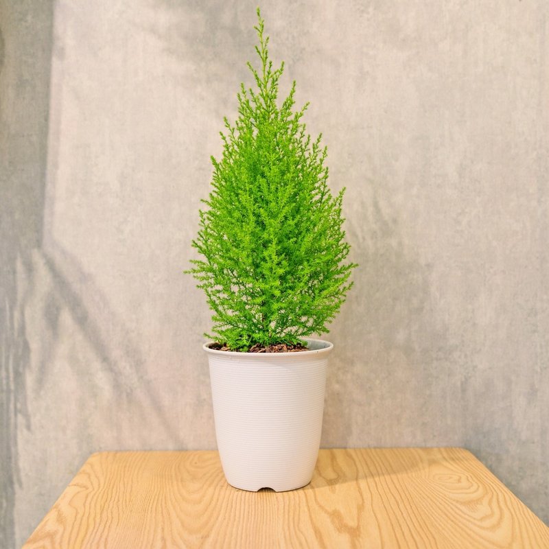 香冠柏 日式塑陶盆 室內植物 觀葉植物 禮物 盆栽 辦公室小物 - 盆栽/植栽 - 植物．花 