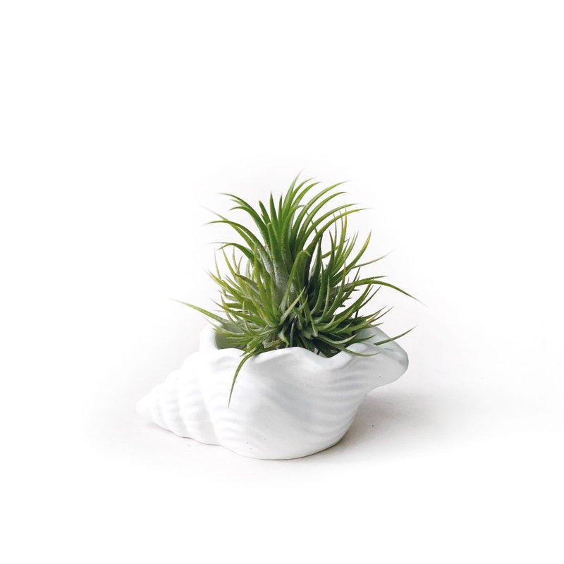 (限量) 群生Plastic小精靈 空氣鳳梨 搭配貝殼純白水泥盆器 - 盆栽/植栽 - 植物．花 白色