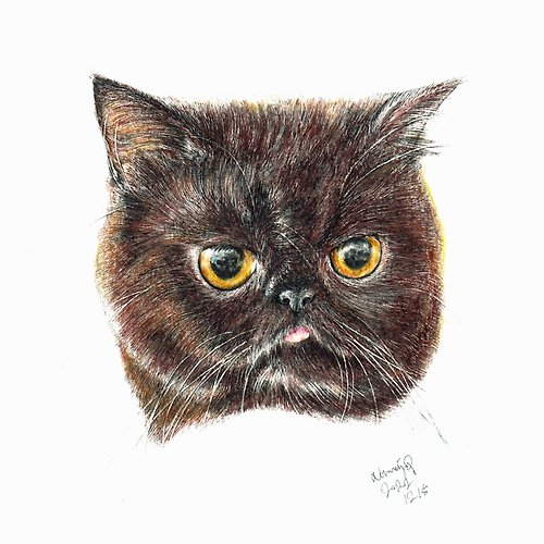 Petsketch hk 【客製】寵物手繪 | 異國短毛貓 | 似顏繪 | 畫 |